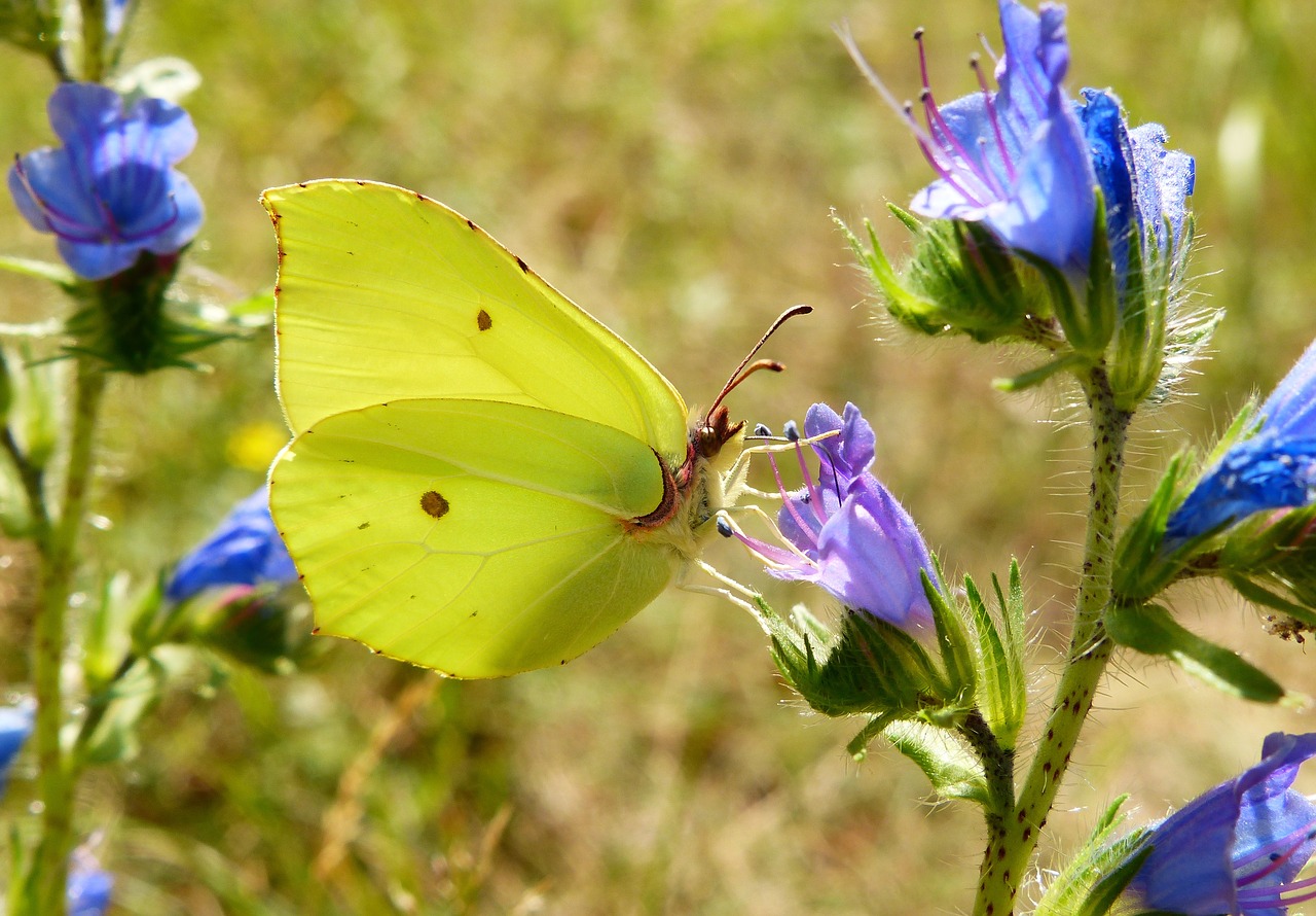 nature flower butterfly day free photo