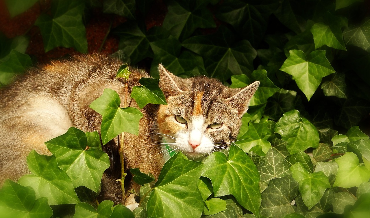 nature charming cat free photo