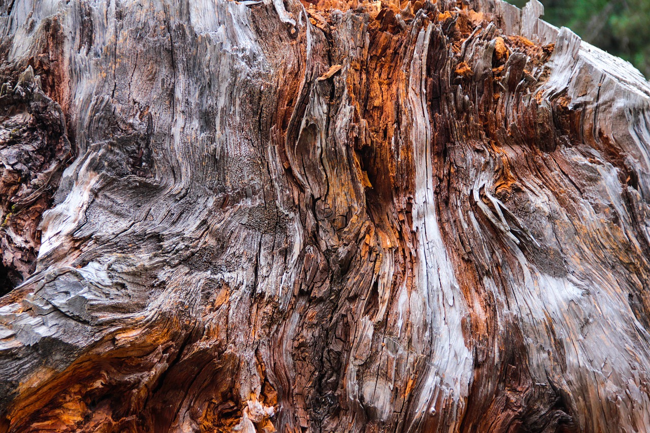 nature tree wood-fibre boards free photo