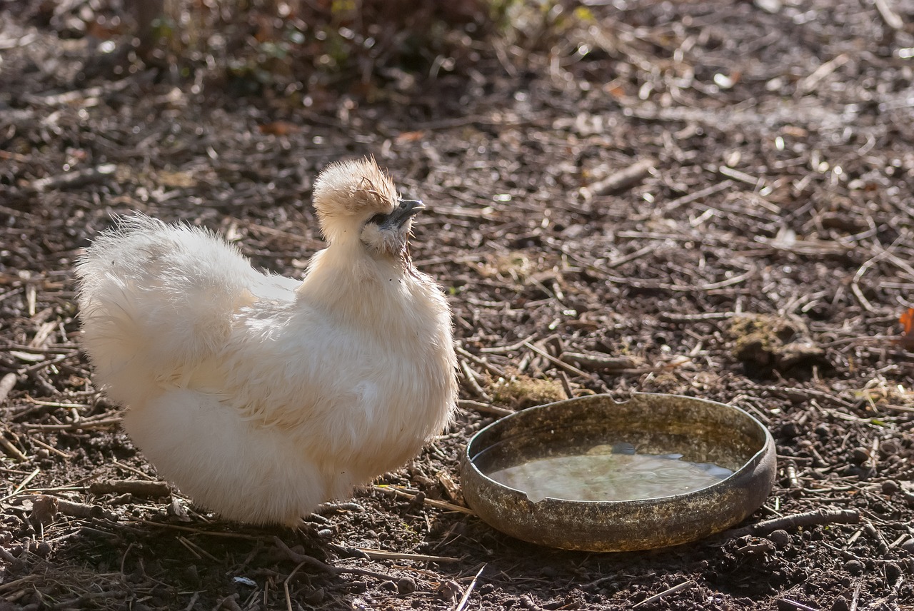 nature bird hen free photo