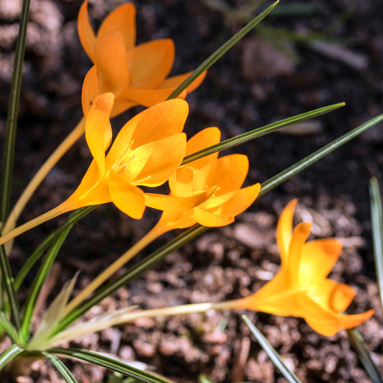 nature plant flower free photo