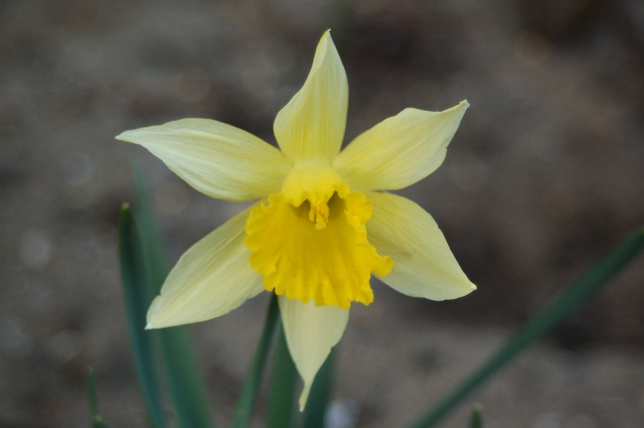 nature flower plant free photo