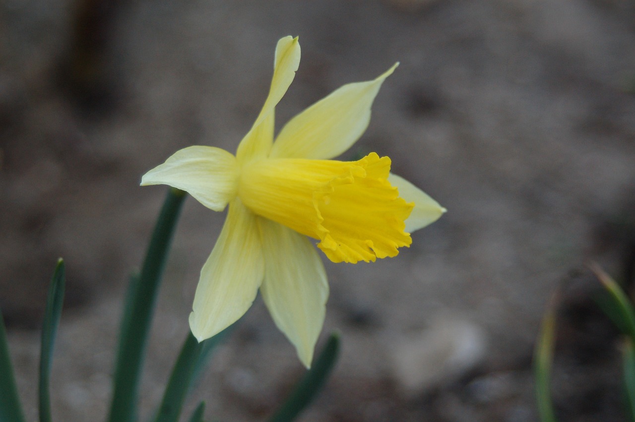 nature flower plant free photo