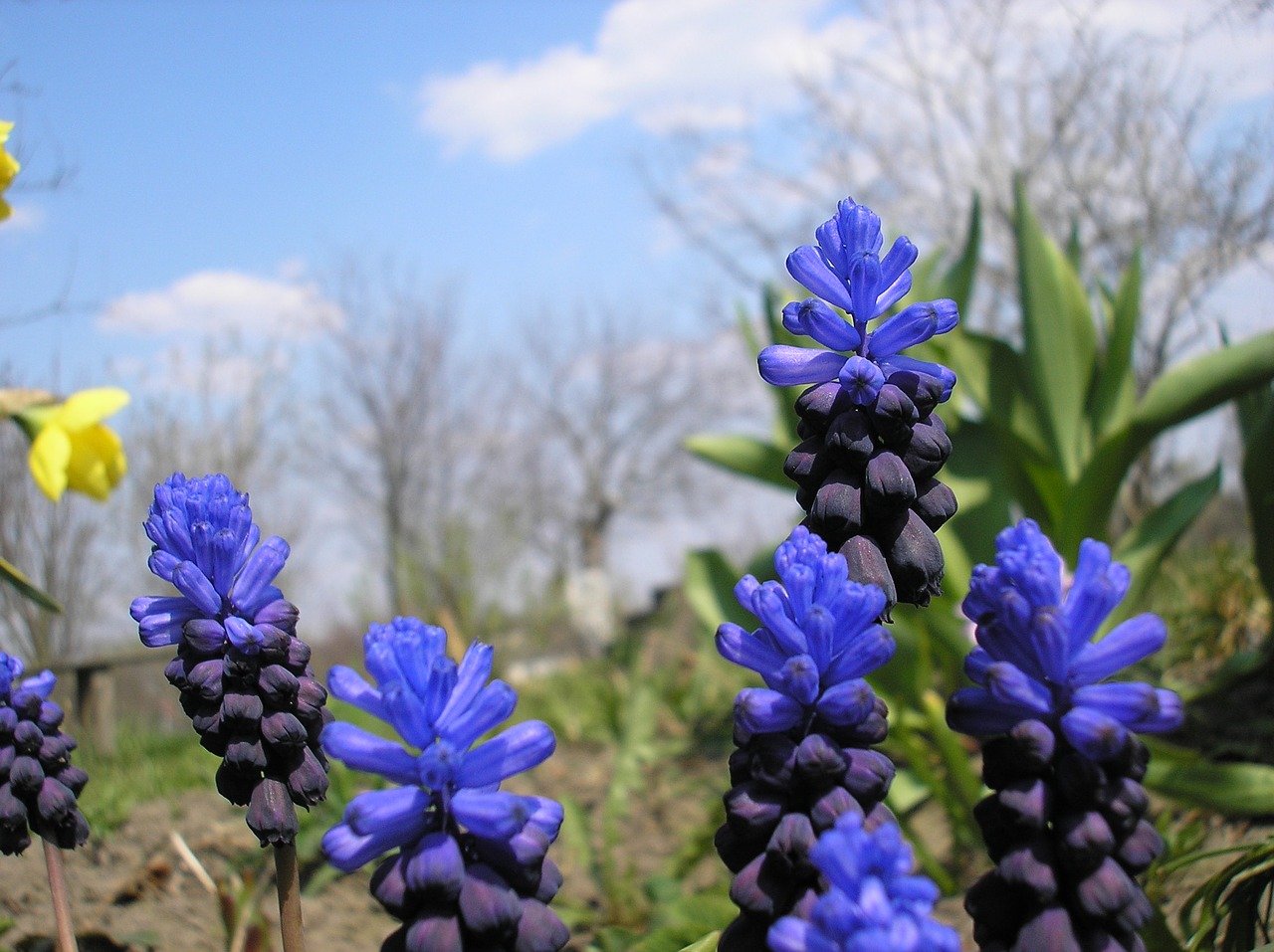 nature plant flower free photo