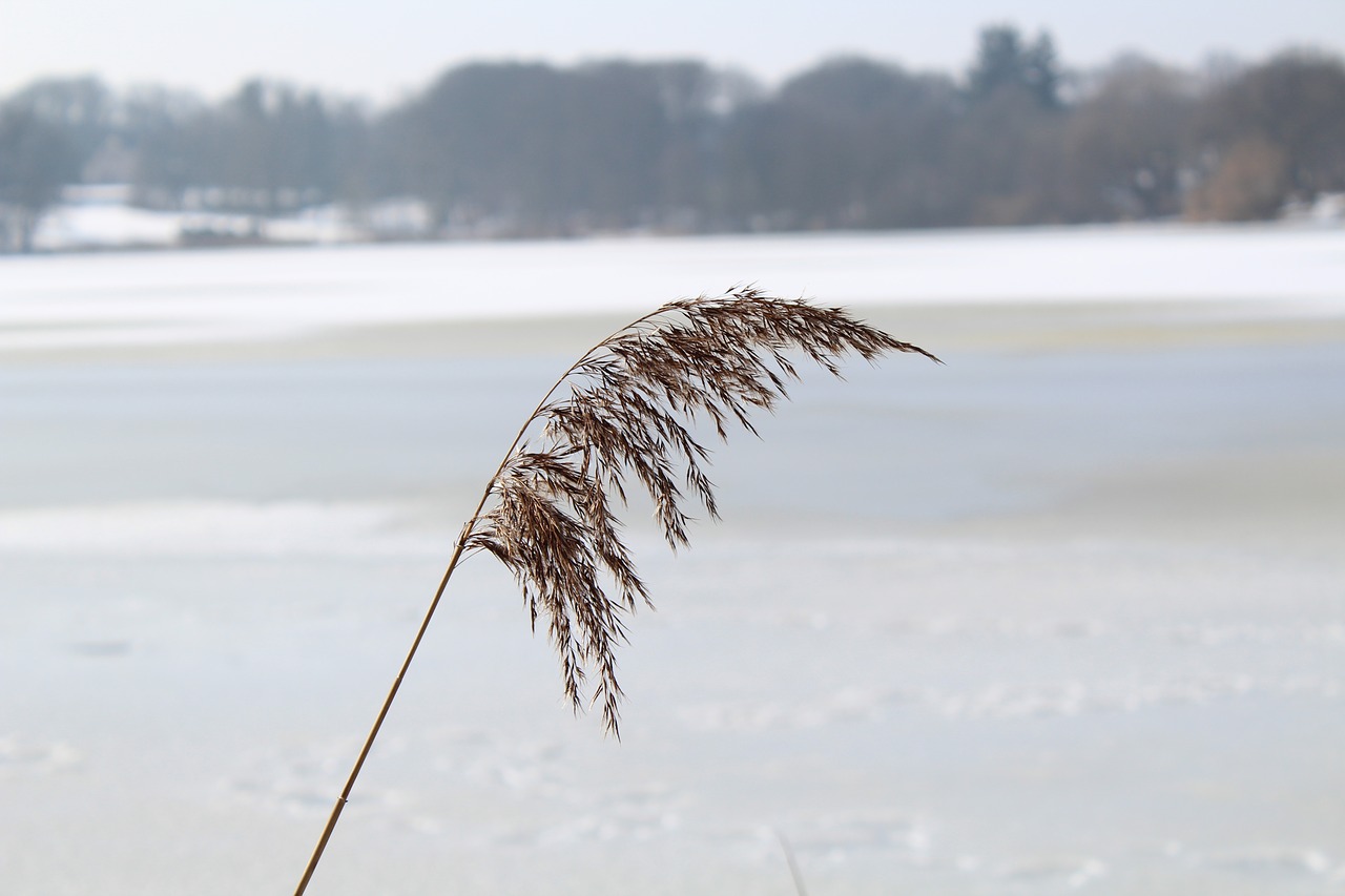 nature winter snow free photo