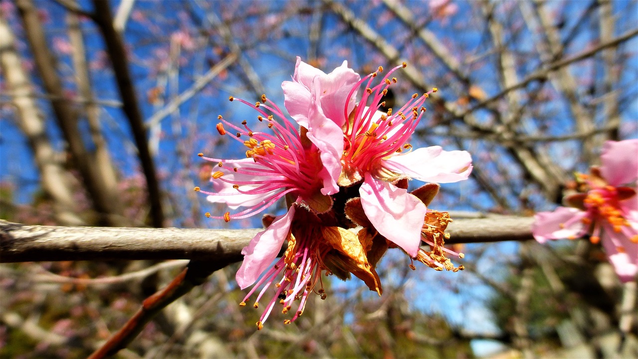 nature tree flower free photo