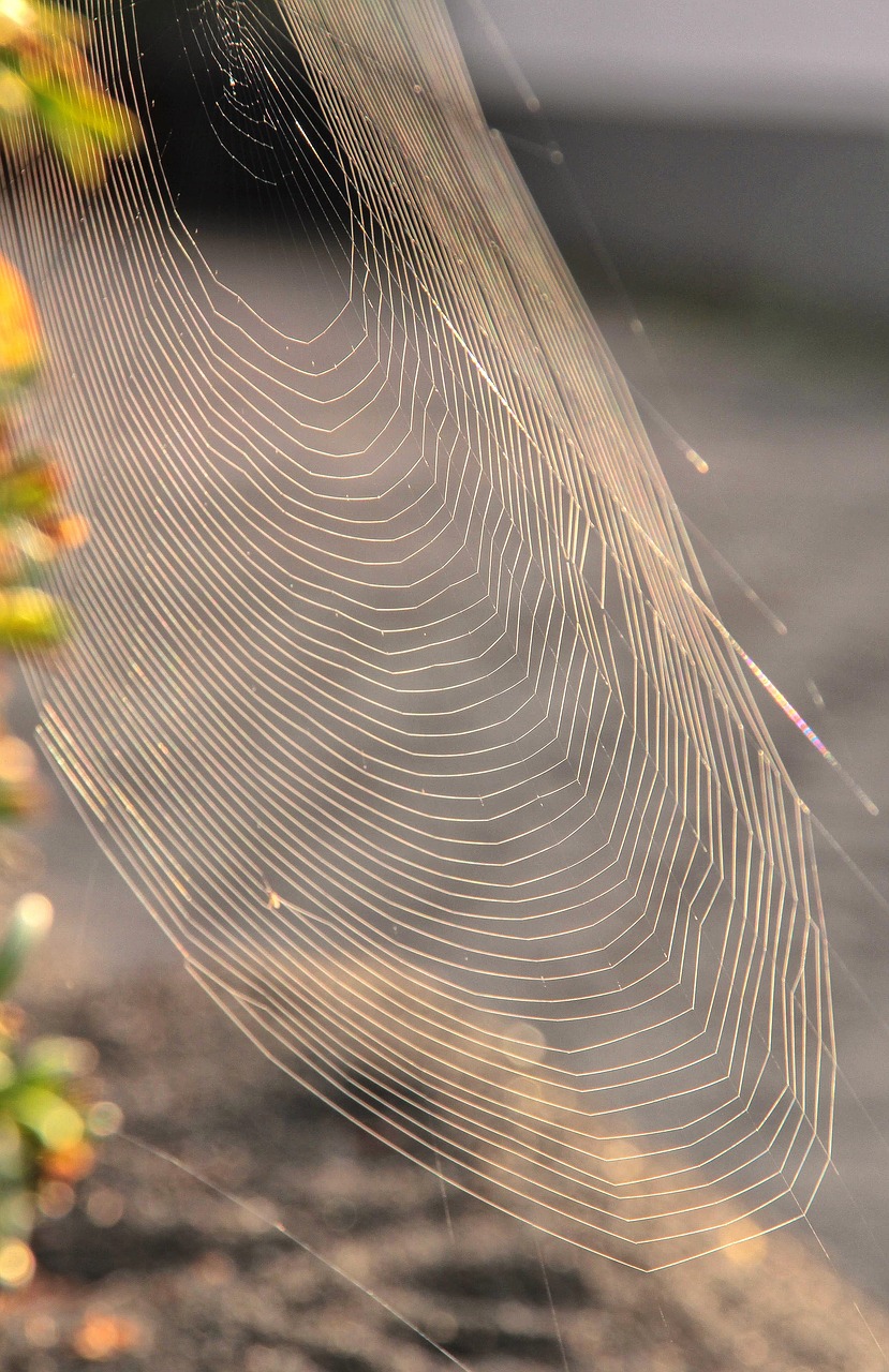 nature weave cobweb free photo