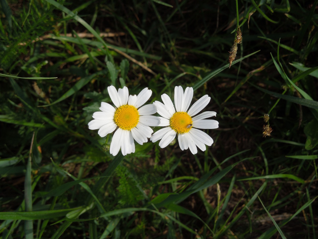 nature plant flower free photo