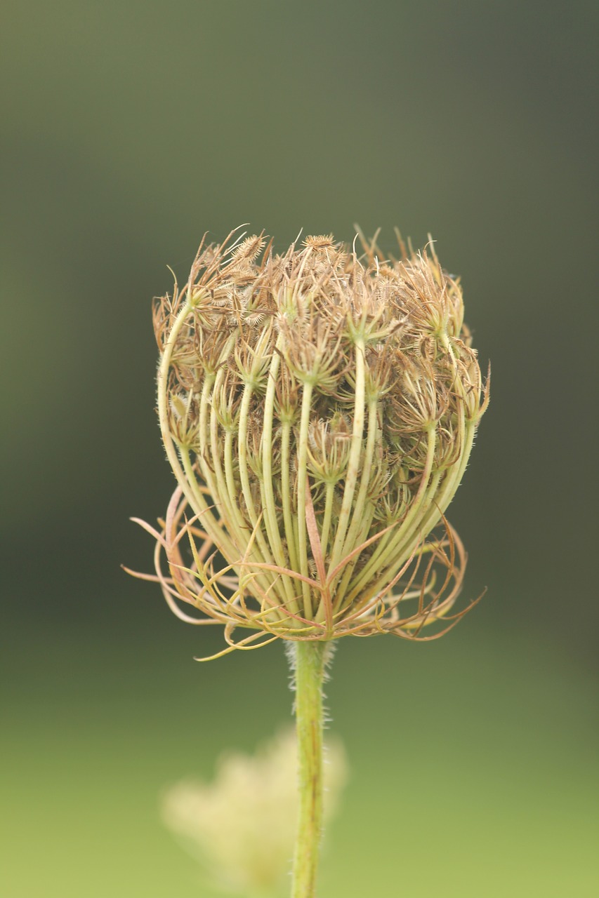 nature plant summer free photo