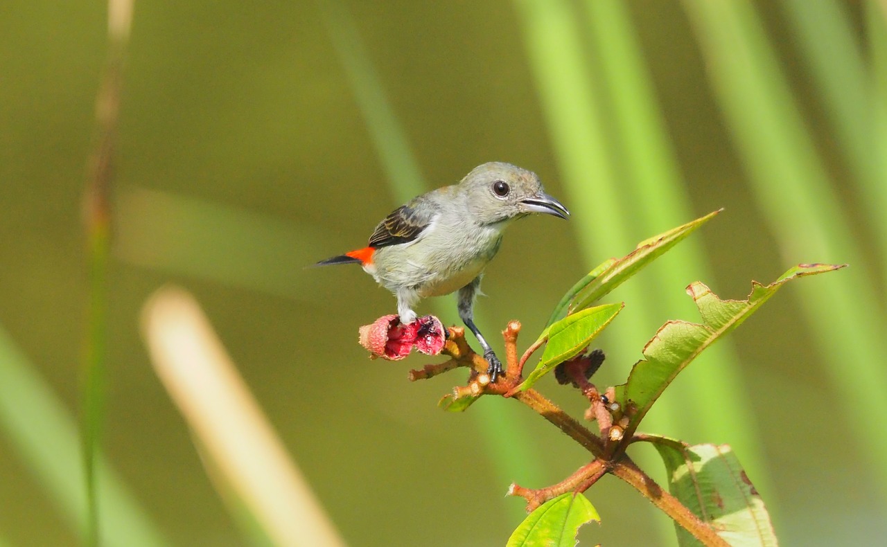 nature bird wildlife free photo