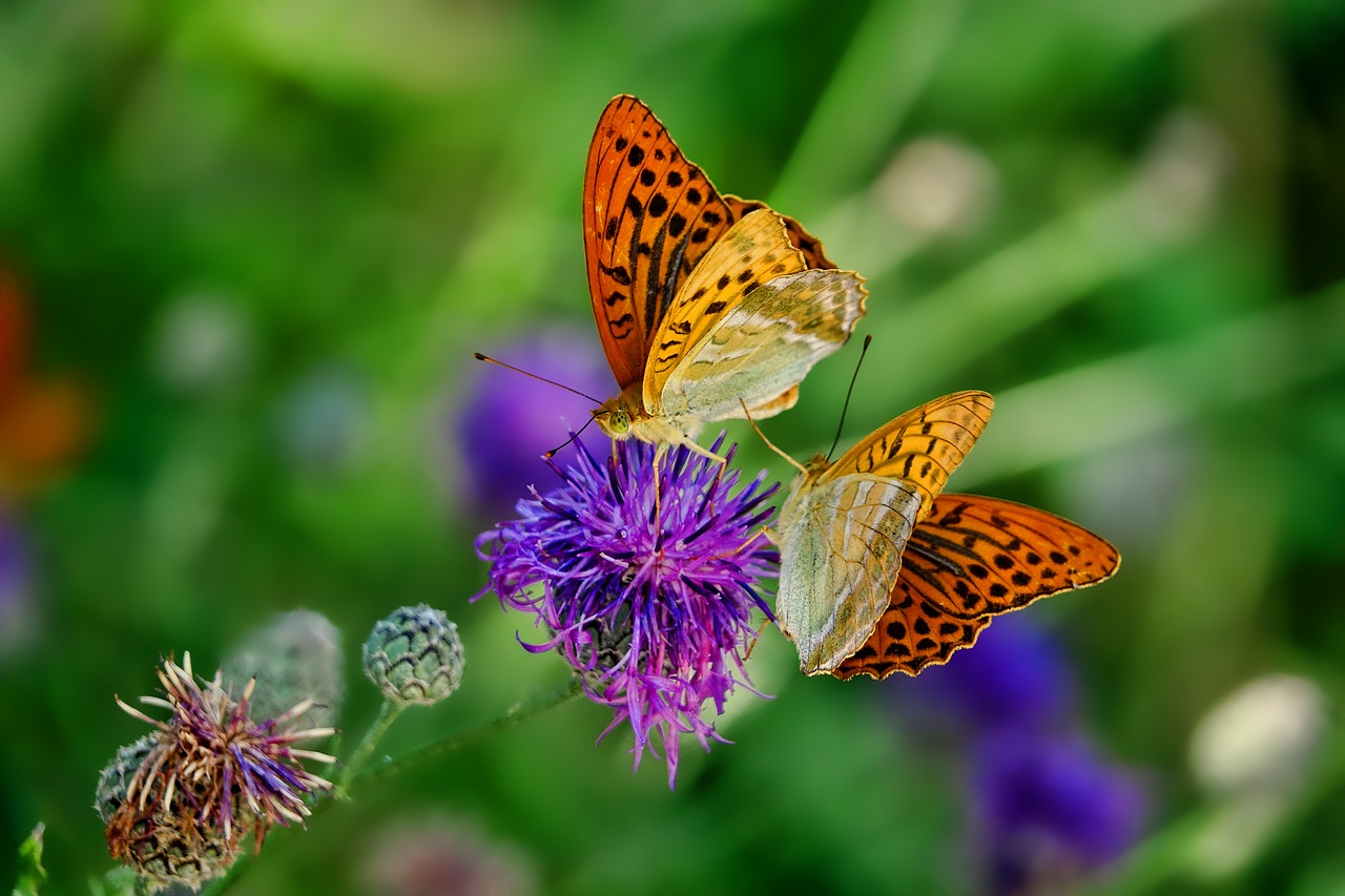 nature butterfly fritillary free photo