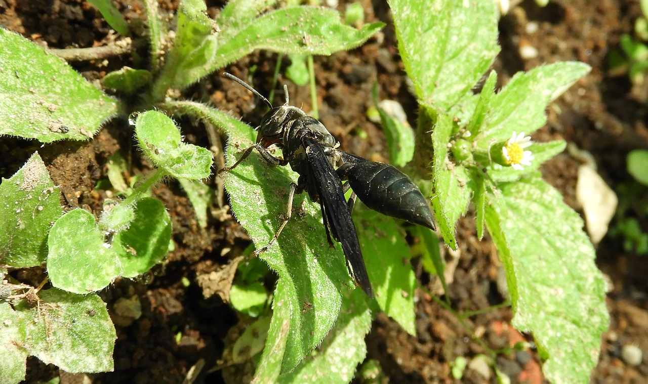 nature wasp insect free photo