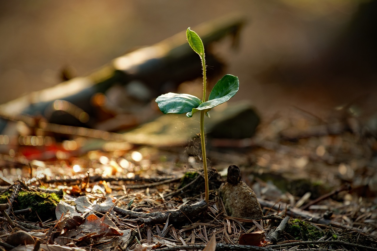 nature leaf at the court of free photo