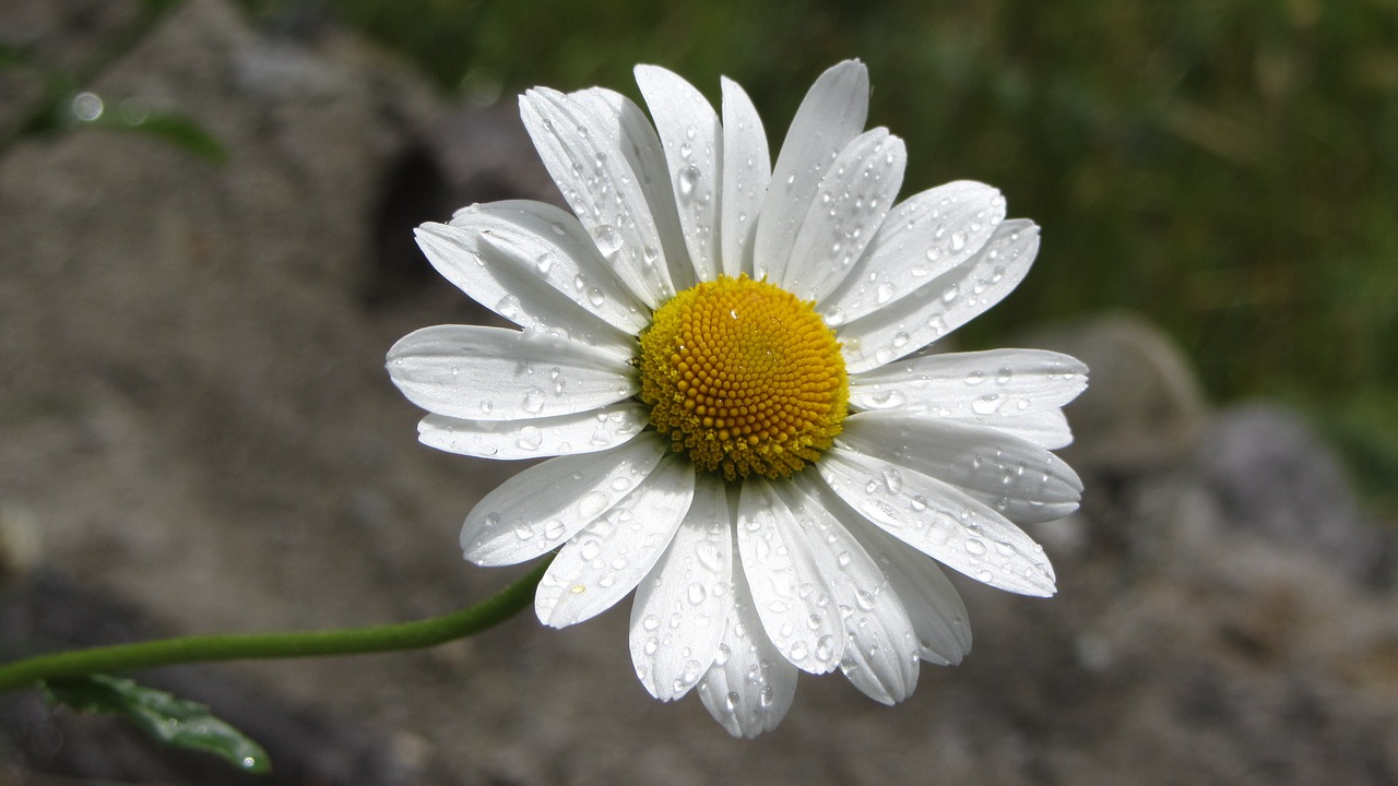 nature plant flower free photo