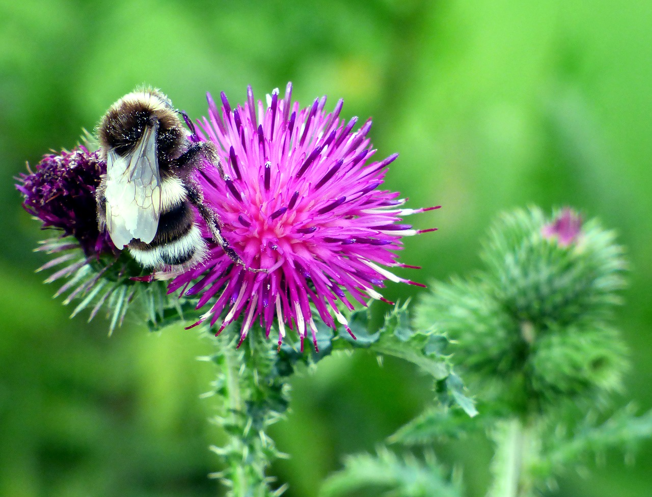 nature close up thistle free photo