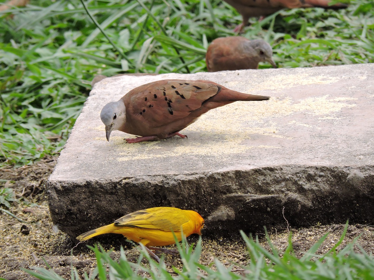 nature birds outdoors free photo