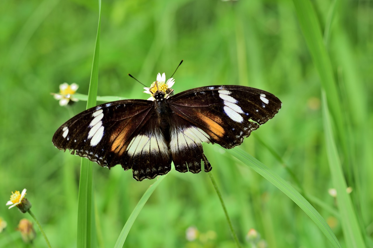 nature butterfly insect free photo