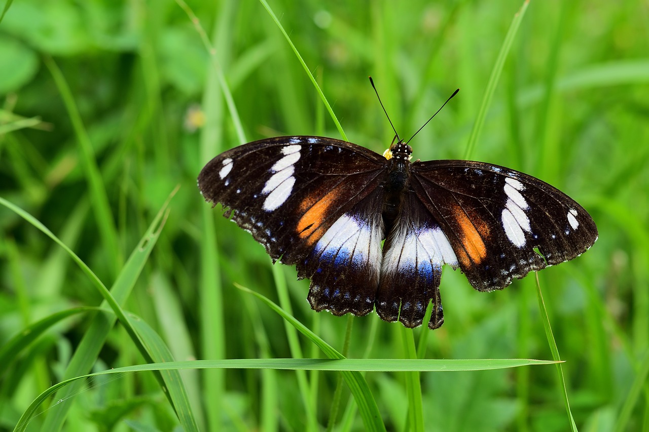 nature insect butterfly free photo