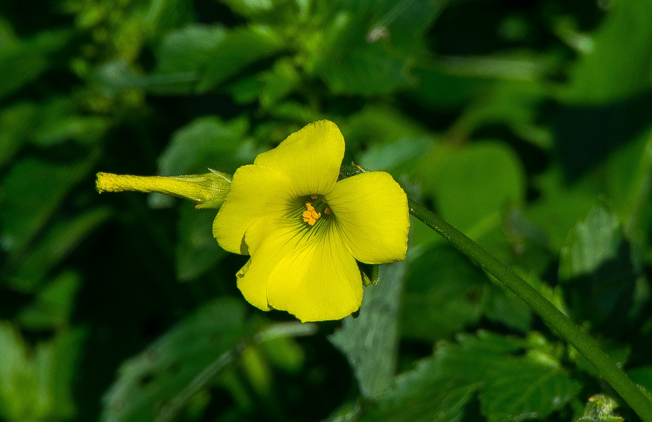 nature plant leaf free photo