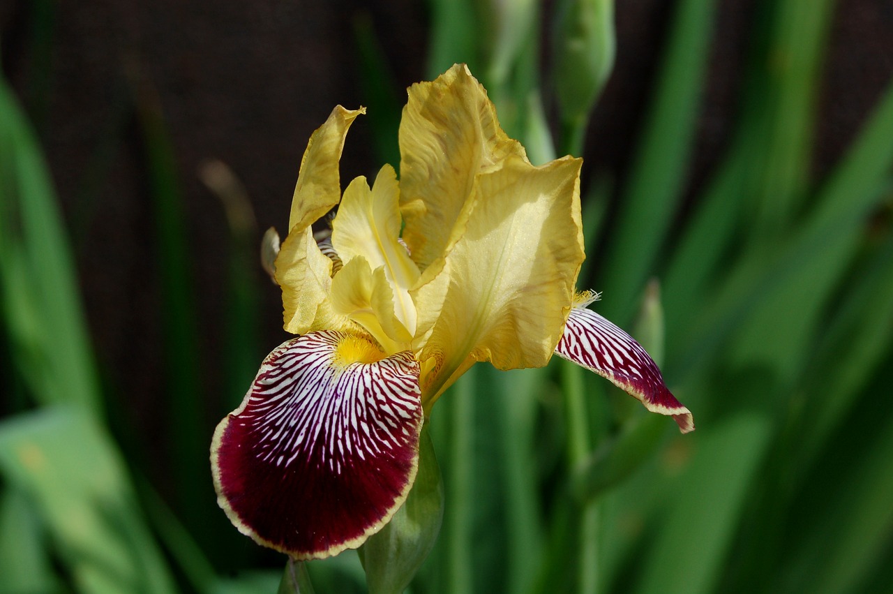 nature flower plant free photo