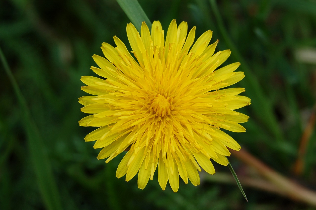 nature flower summer free photo