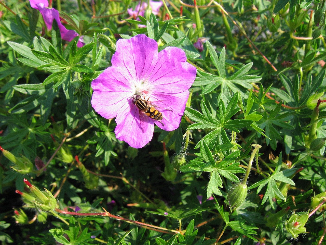 nature flower plant free photo