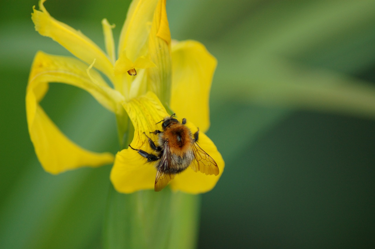 nature insect plant free photo