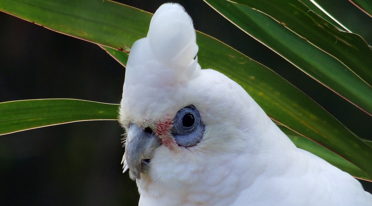 nature bird closeup free photo