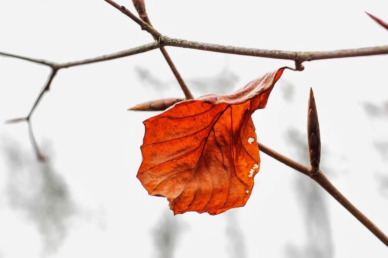 nature leaf brown free photo