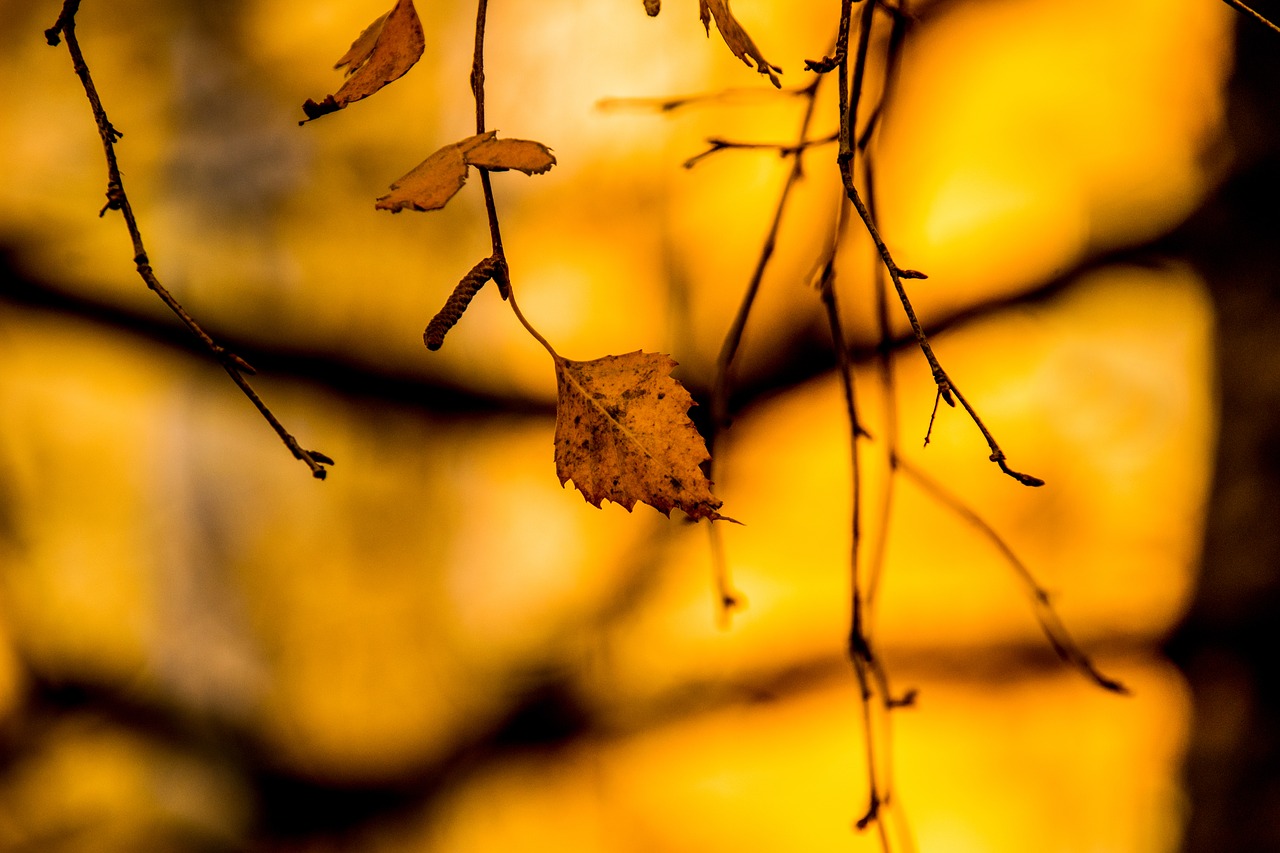 nature plant autumn free photo