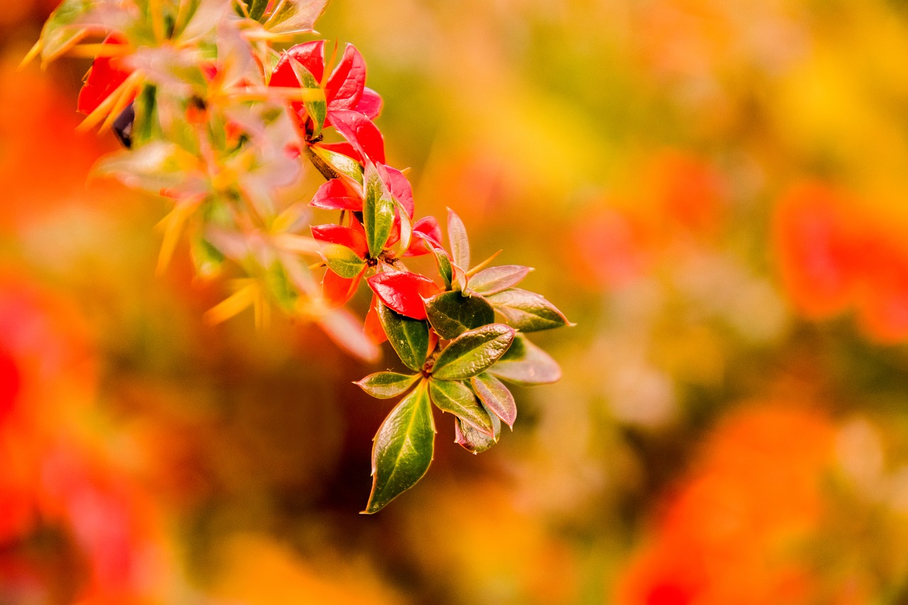 nature leaf bright free photo