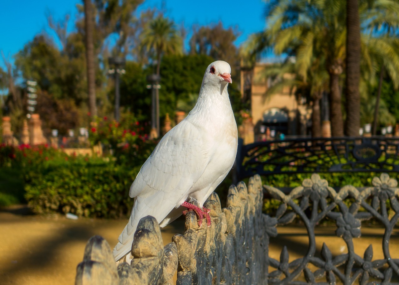 nature bird dove free photo