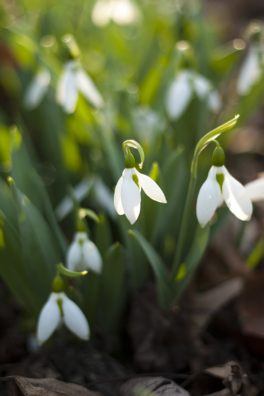 nature plant flower free photo