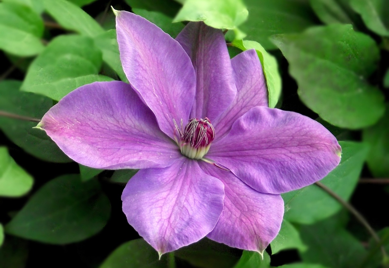 nature flower clematis free photo