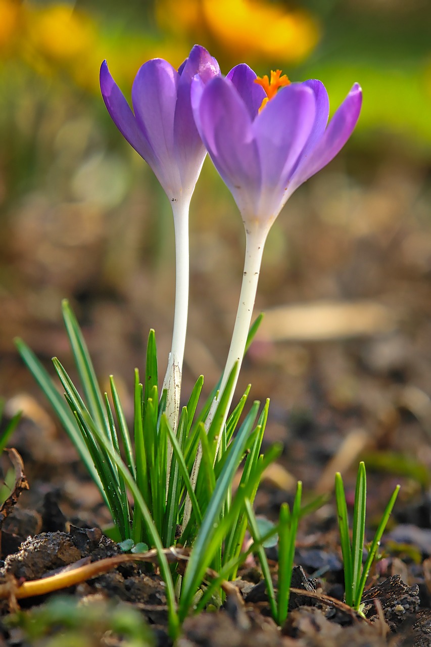 nature plant leaf free photo