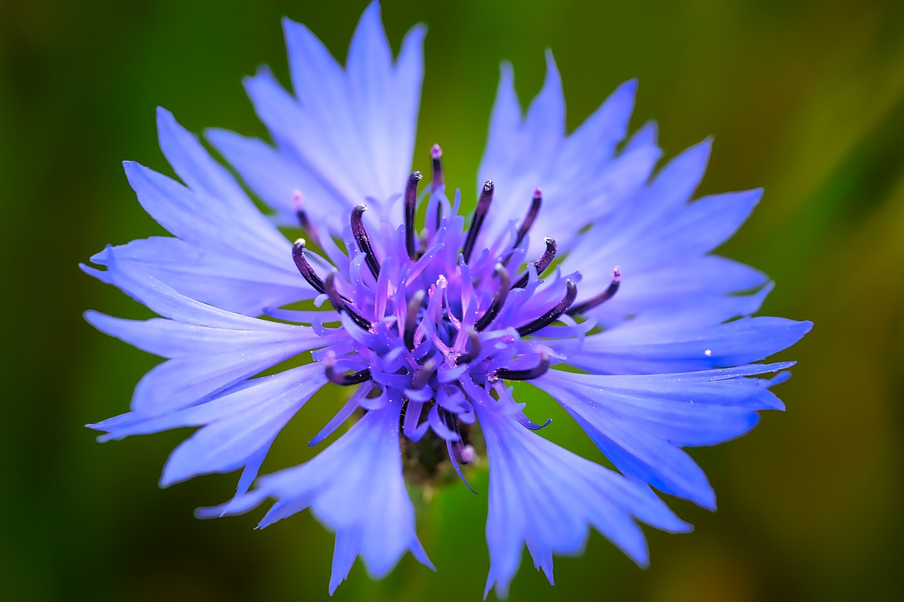 nature flower summer free photo