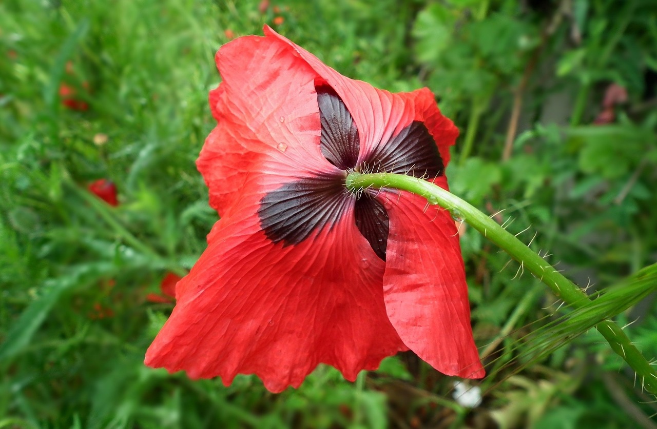 nature flower poppy free photo