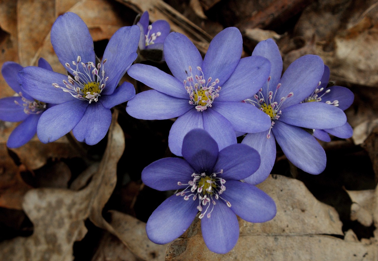 nature flower plant free photo