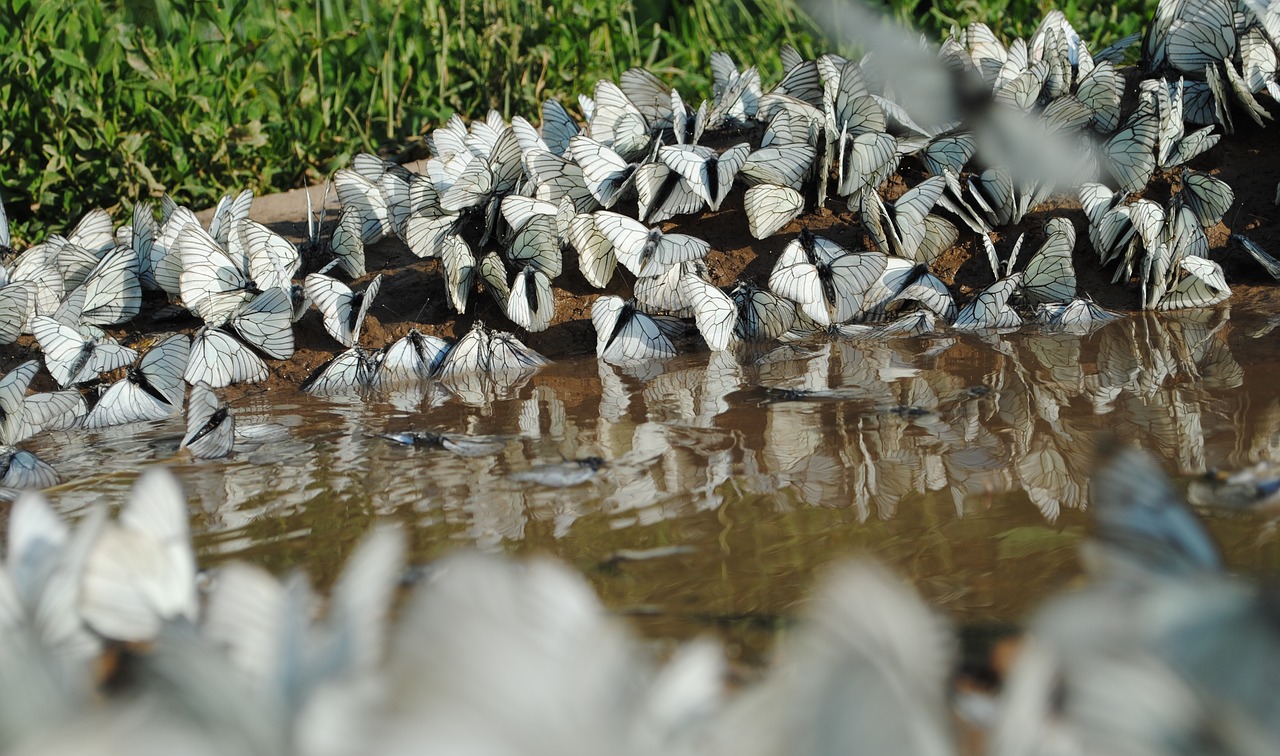 nature water background free photo