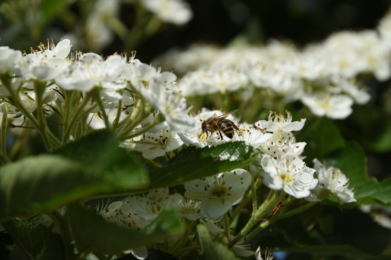 nature flower plant free photo