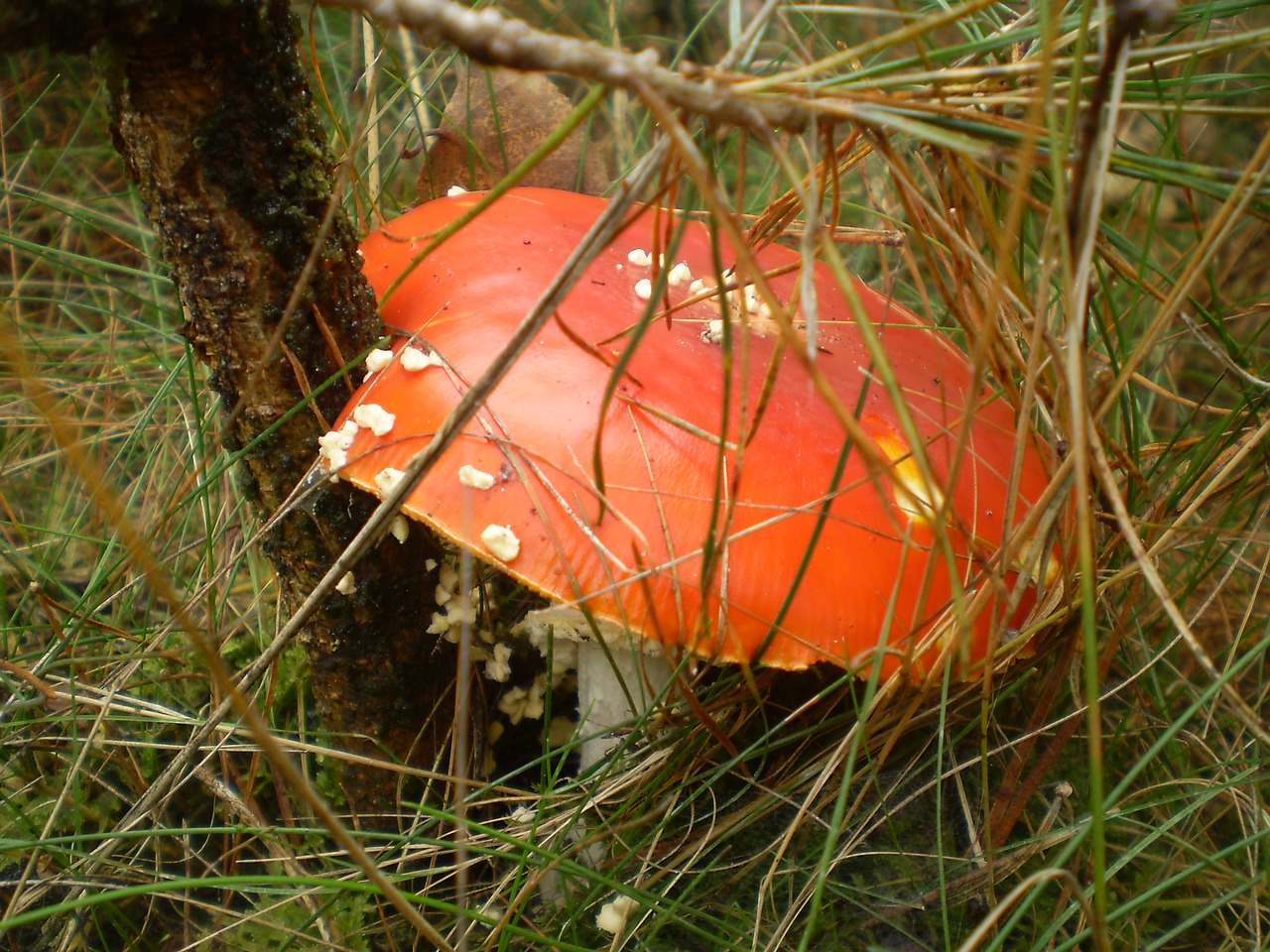 nature outdoor food free photo