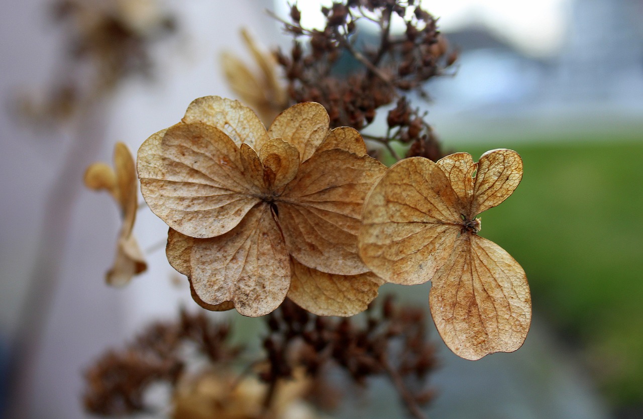 nature plant leaf free photo