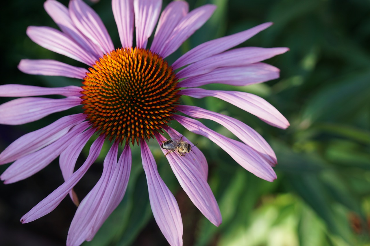 nature flower plant free photo