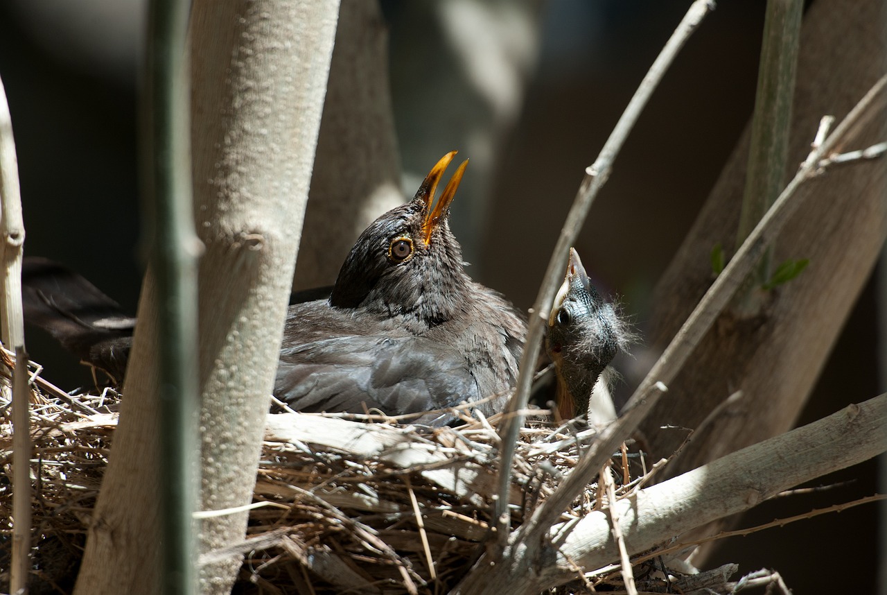 nature bird animal world free photo