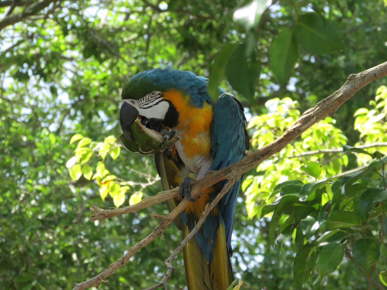 nature tropical tree free photo