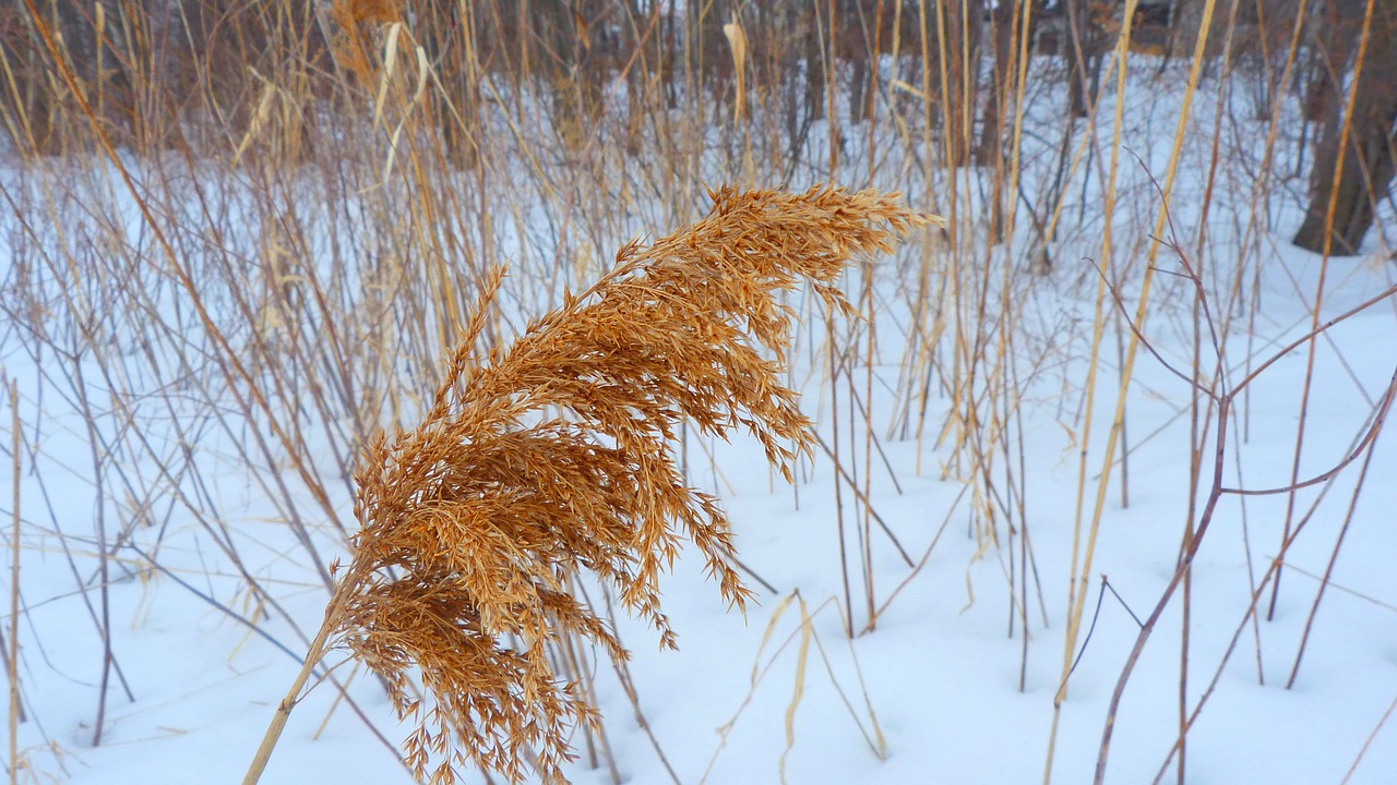 nature season reed free photo