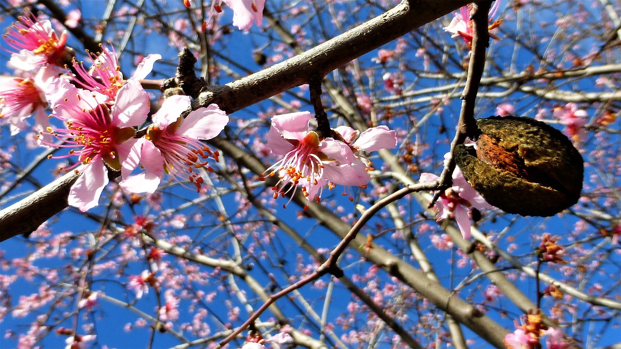 nature tree flower free photo