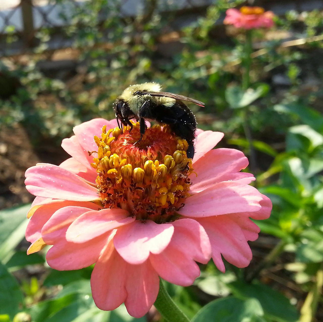 nature insect flower free photo