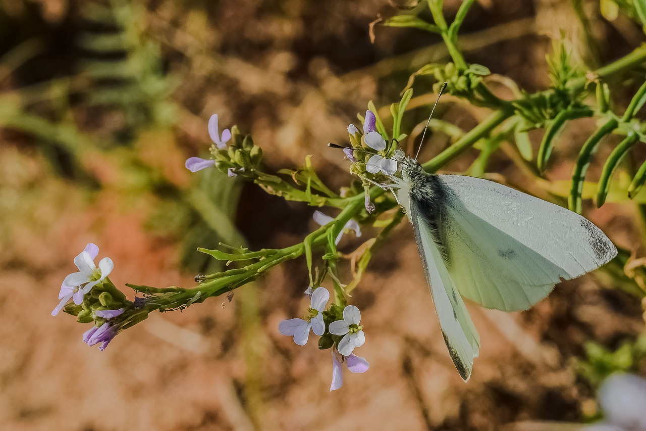 nature butterfly flower free photo