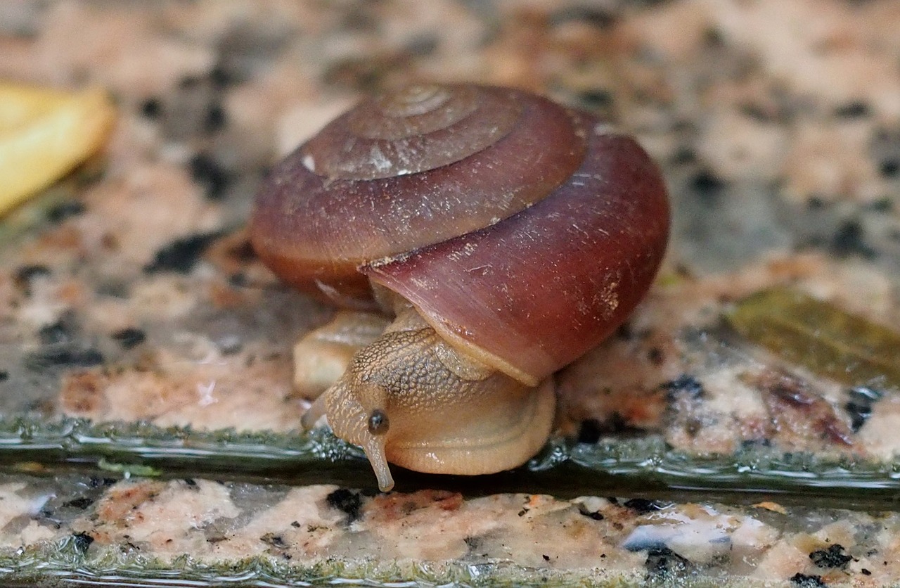 nature food snail free photo